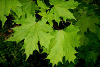Blätter des Spitzahorn