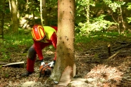 Waldarbeiter schneidet mit der Motorsäge eine Fichte um