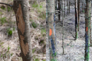 Teilbild 1: Baumstamm mit abgekratzter Rinde; Teilbild 2: Wald, in dem mehrere Bäume lange schwarze Stellen mit fehlender Rinde aufweisen