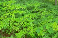 Waldboden mit zahllosen dicht stehenden Keimlingen von Buche und Ahorn