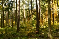 Buchen-Fichten-Kiefernmischwald mit natürlicher Verjüngung